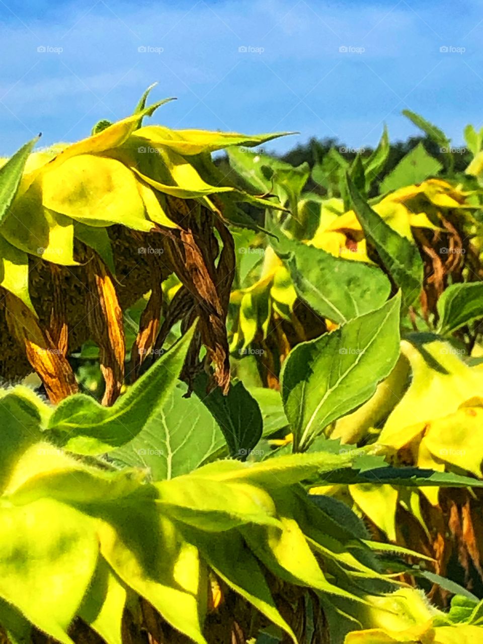 Wilting sunflower crop farm 
