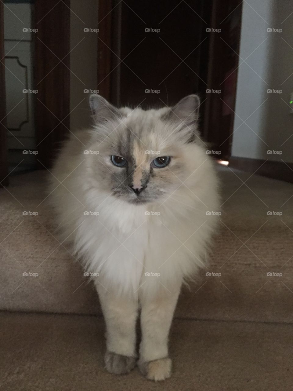 Ragdoll cat