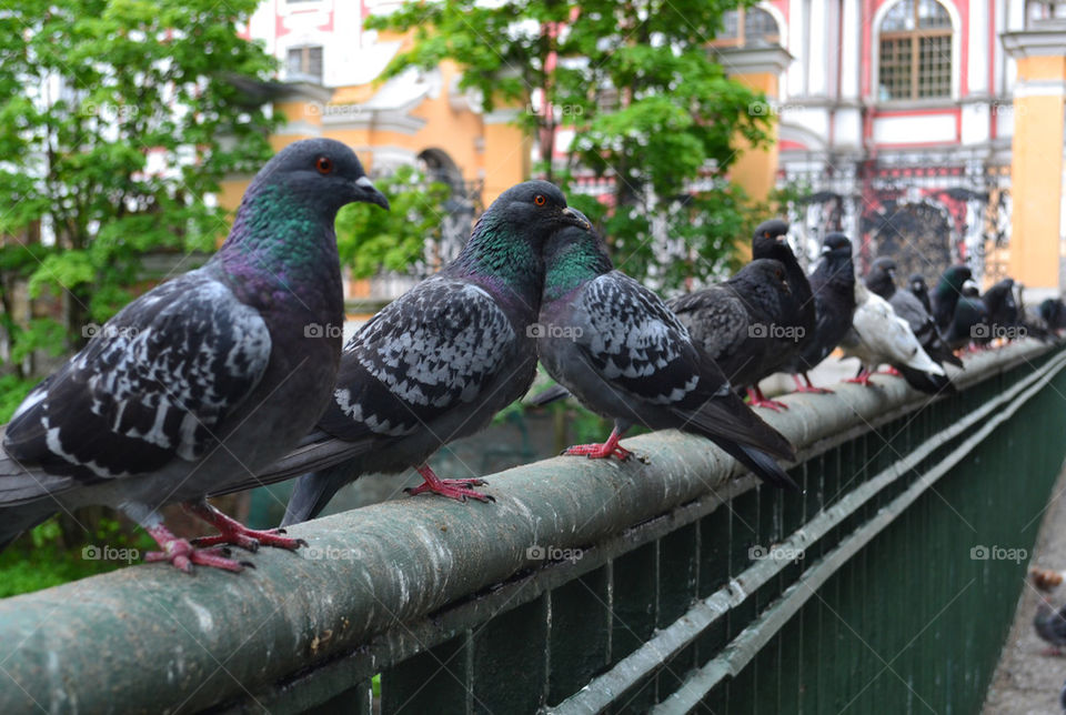 pigeons