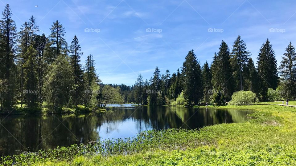 Étang de la Gruère