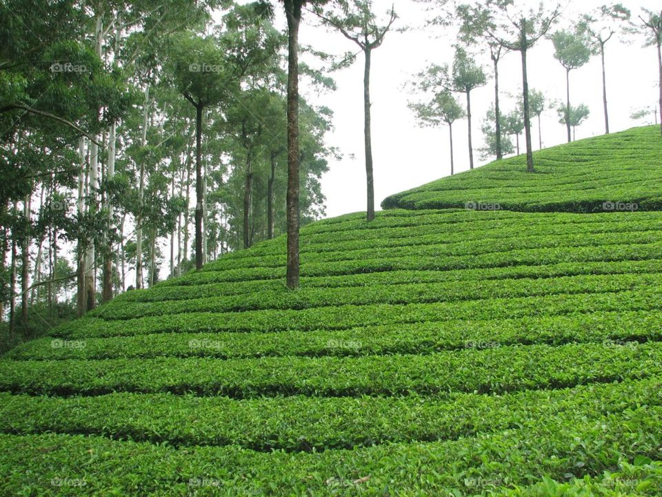 Landscape, No Person, Nature, Growth, Agriculture