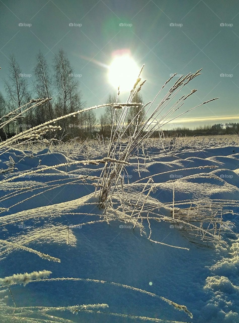 зимний день, мороз, снег, иней, заснеженное поле, тени на снегу, лес в делеке, солнце над лесом.