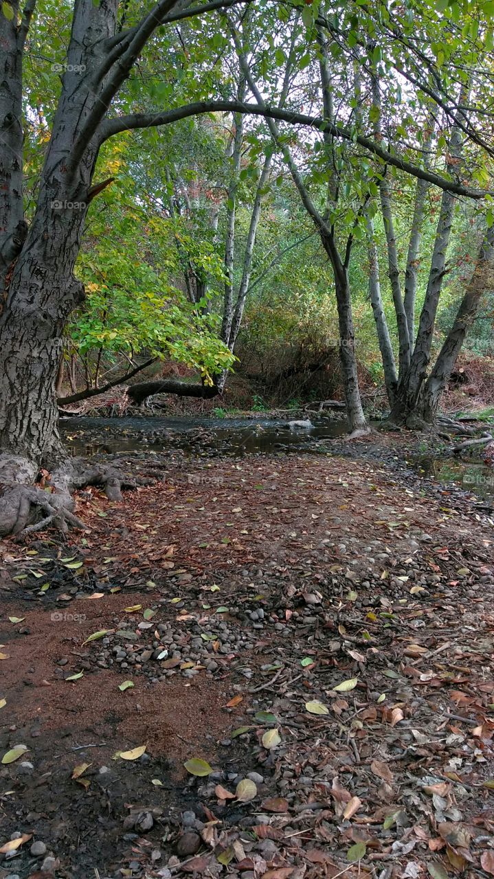 Backwoods stream, California
