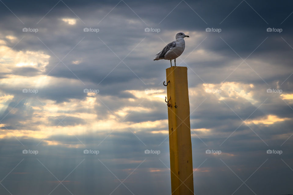 Seagull on a poll