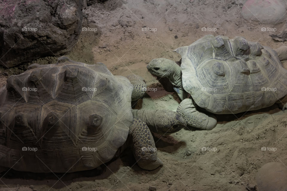 Two big Ploughshare tortoise facing each other
