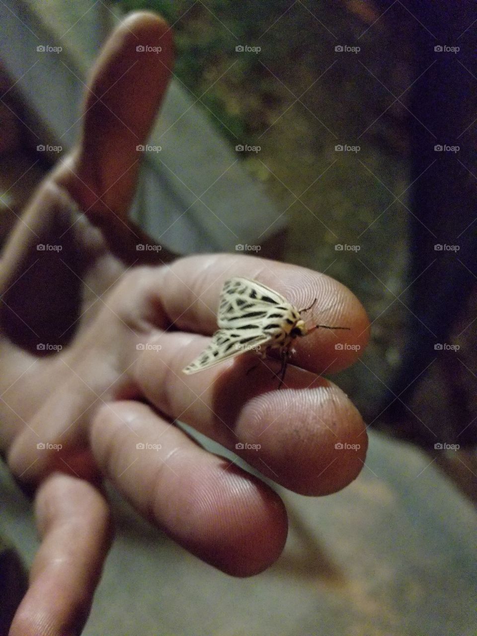 Moth on hand