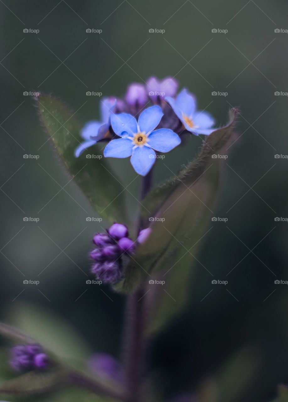 Forget-me-not flower on a dark background