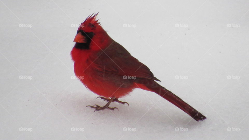 Bird, No Person, Snow, Winter, Wildlife