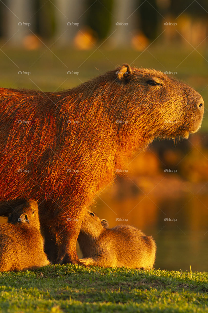 Animals in the wild - capybara suckling.