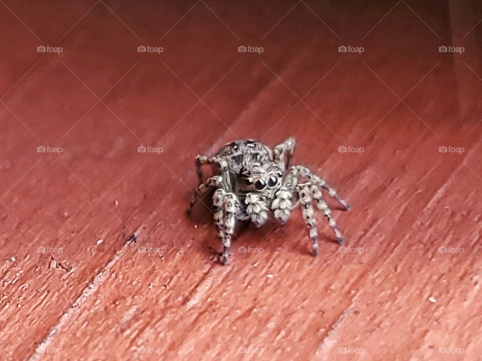 Tiny little spider