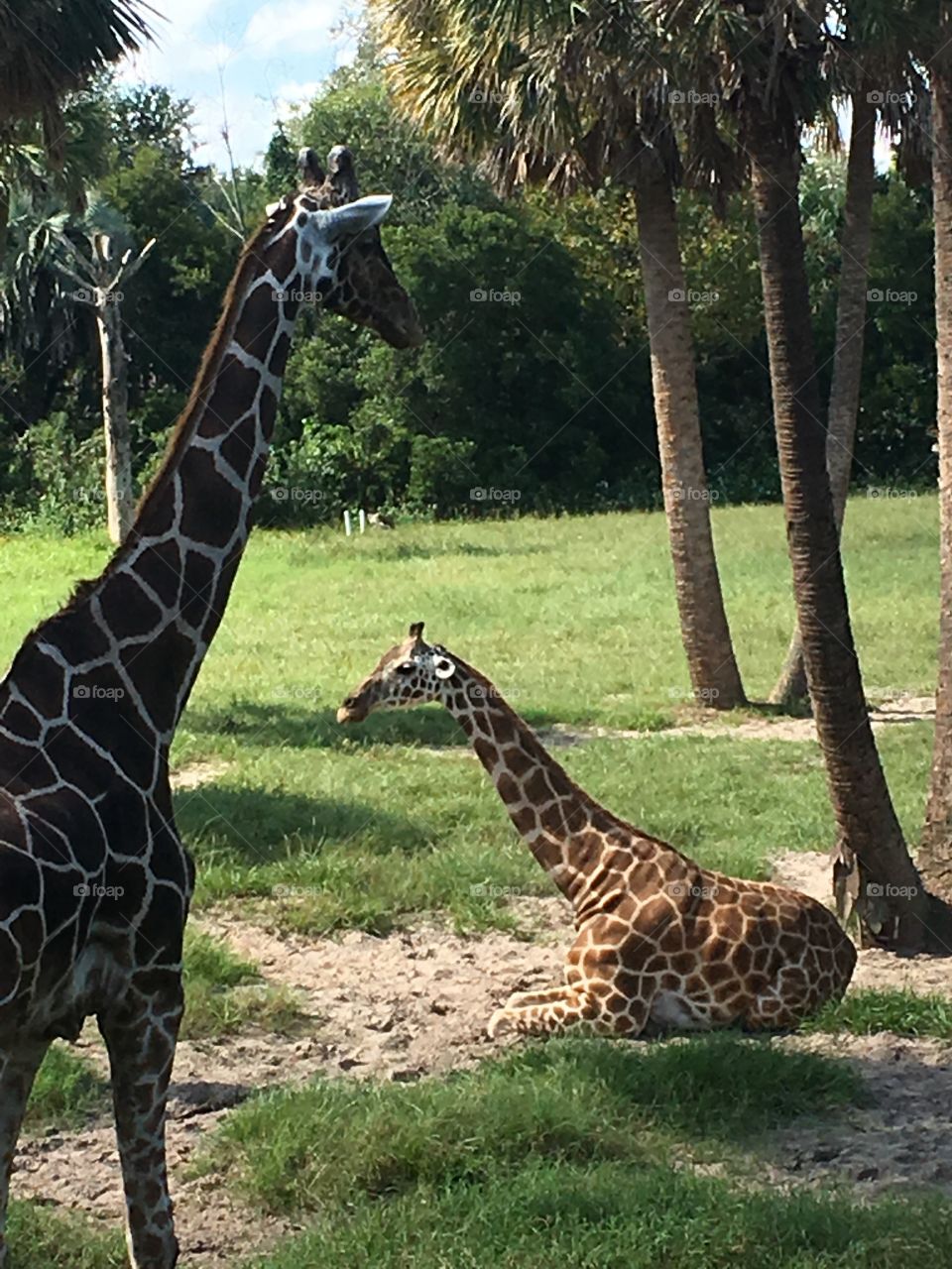 2 Giraffes