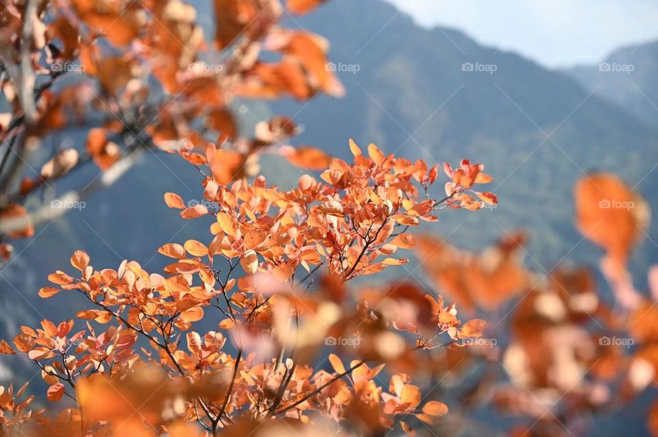 Beautiful colorful autumn 