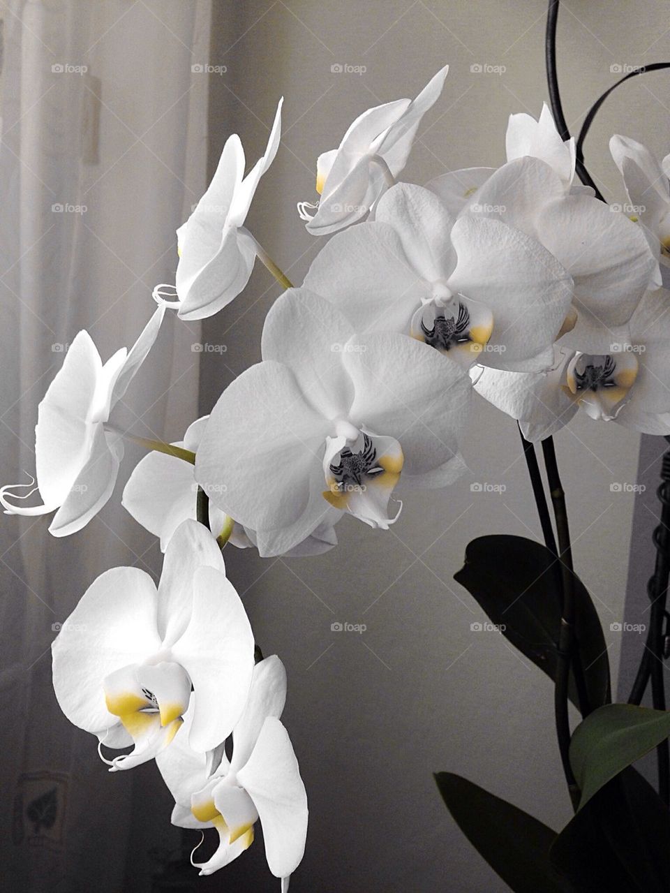 White orchids