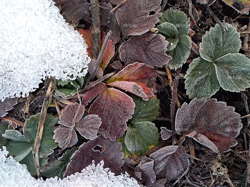 dead leafs