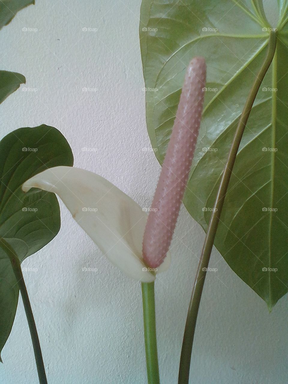 anthurium