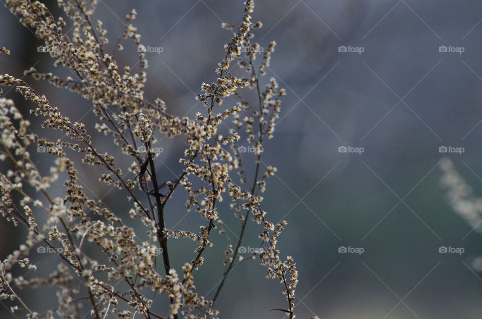 Blues and Green Background with Dried Flowers