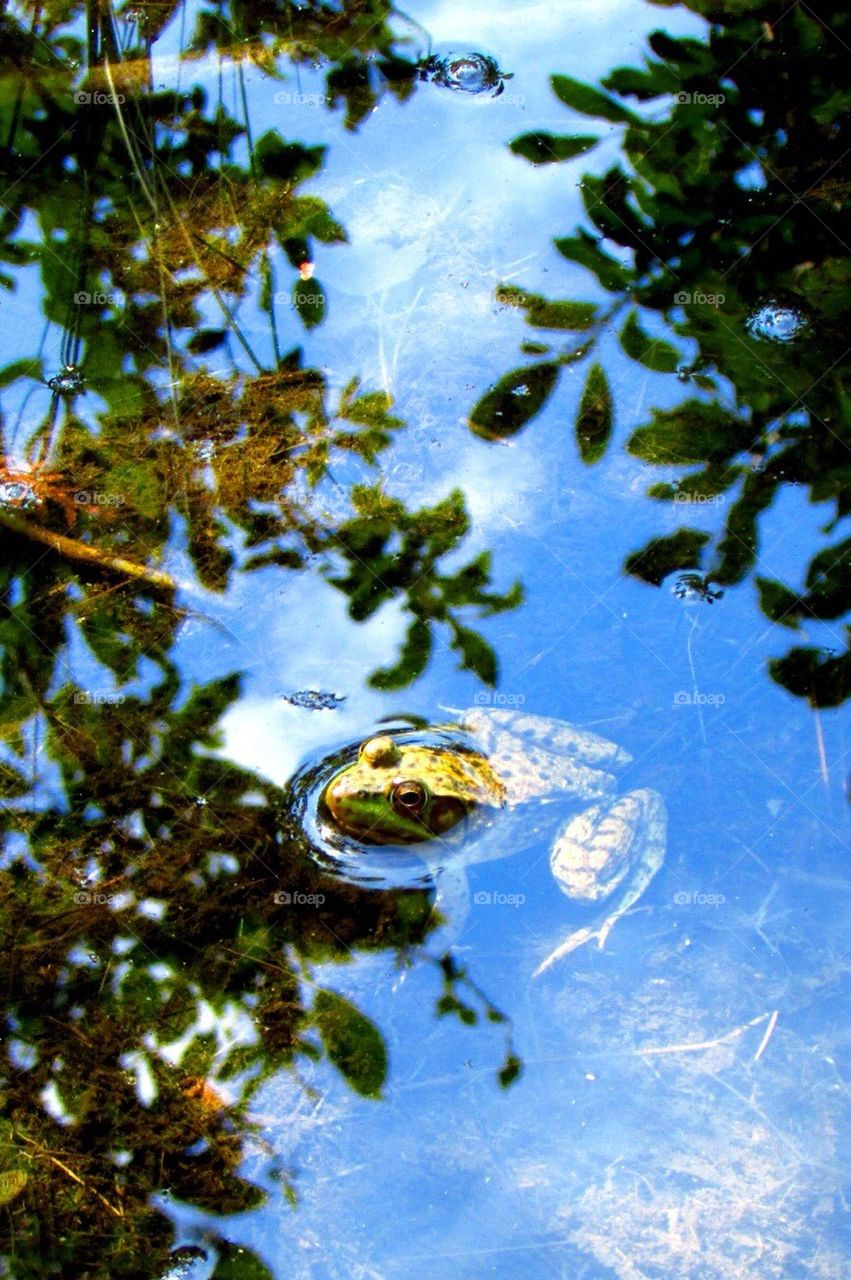 Frog in Pond