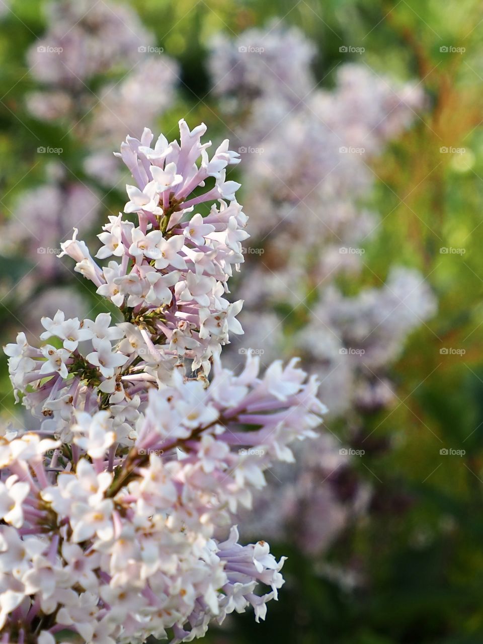 Let ne take You into the garden