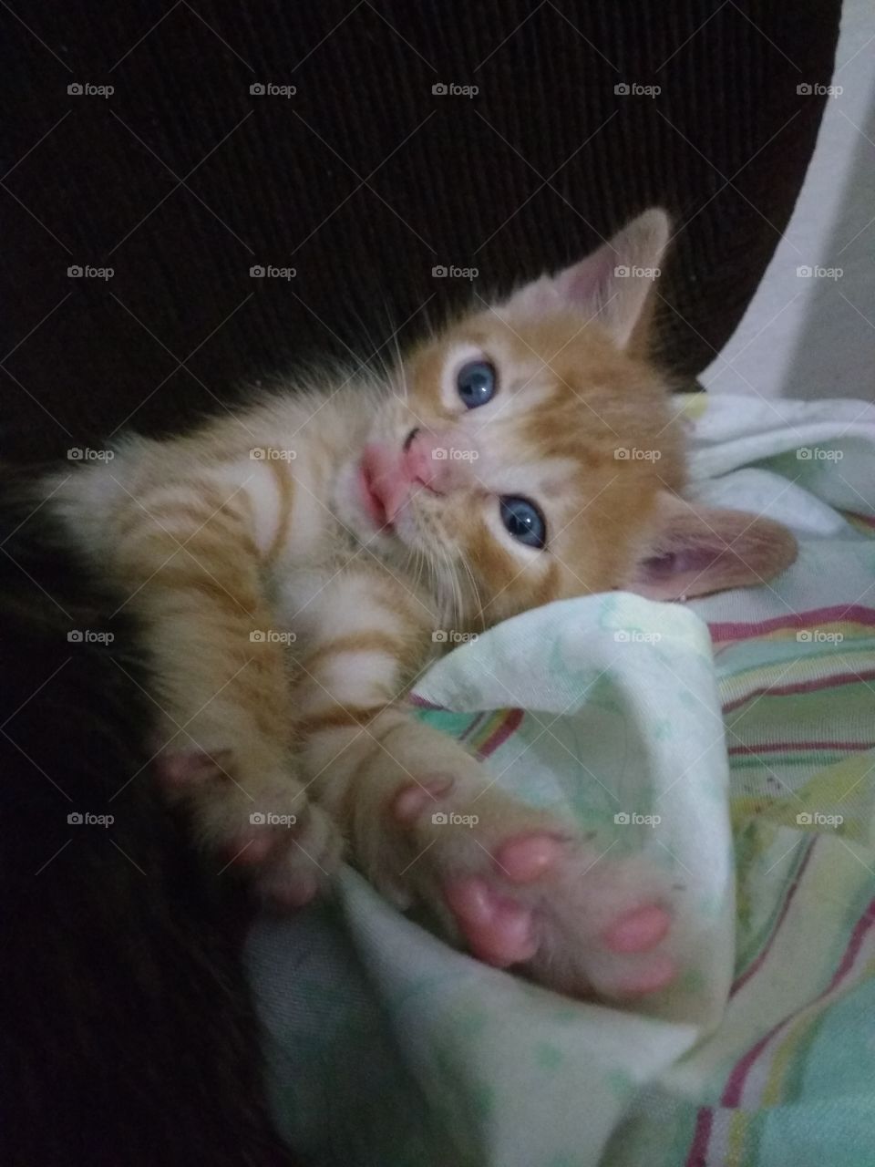 kitten