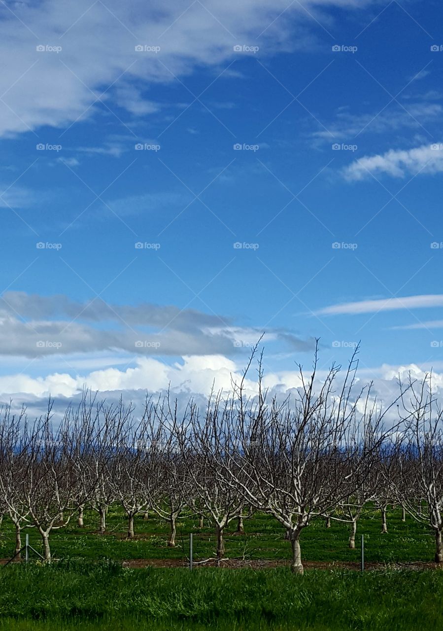 driving on Hwy 5 we see alot of orchards but today the sky was perfect.