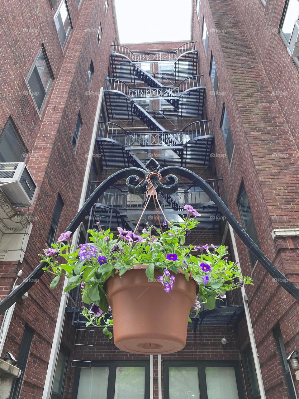 Hanging flowers pot with petunia in front of the building. Garden decoration. 