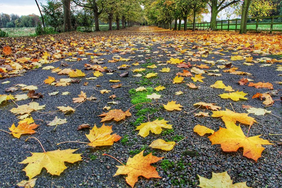 A straight, tree lined avenue covers on autumnal, fallen leaves disappears into the distance.