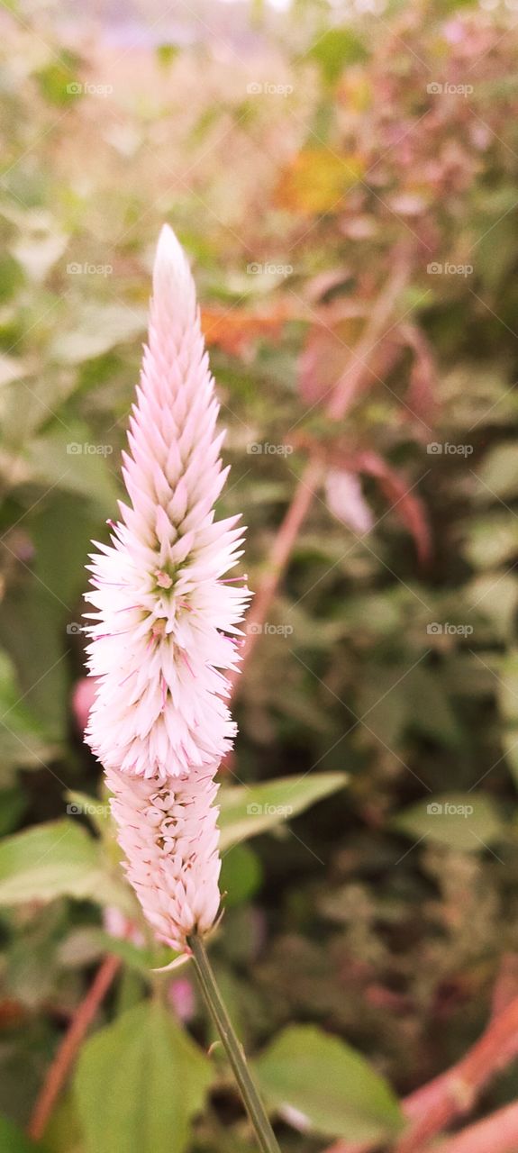 Sheloshia flower is looks attractive and useful in different ways though it is a weed.