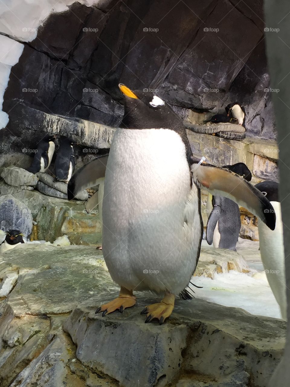 Chubby Penguin