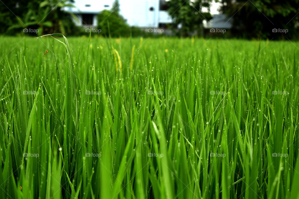 Paddy field looks awesome which is in attractive green and dew drops early in the morning.