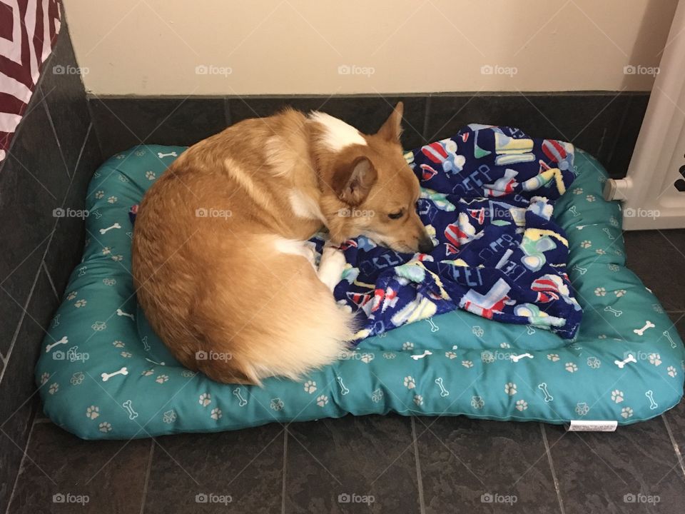 Cute corgi blanket dog bed blue beep