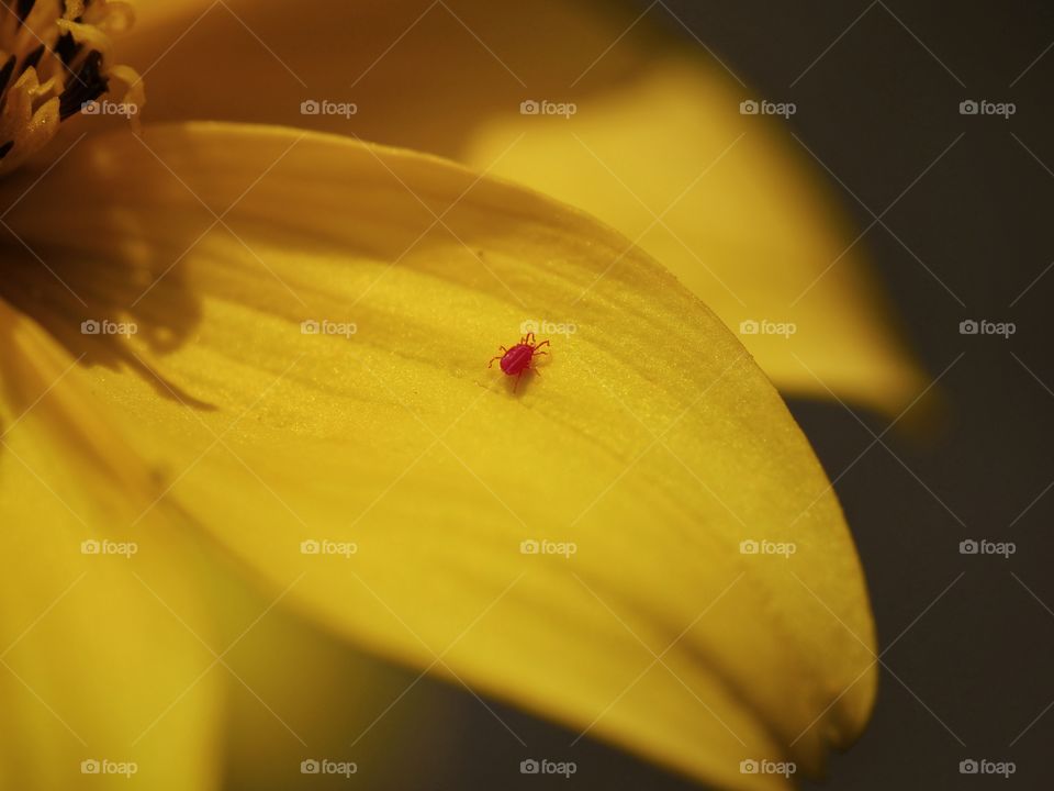 Close up of tiny red spider