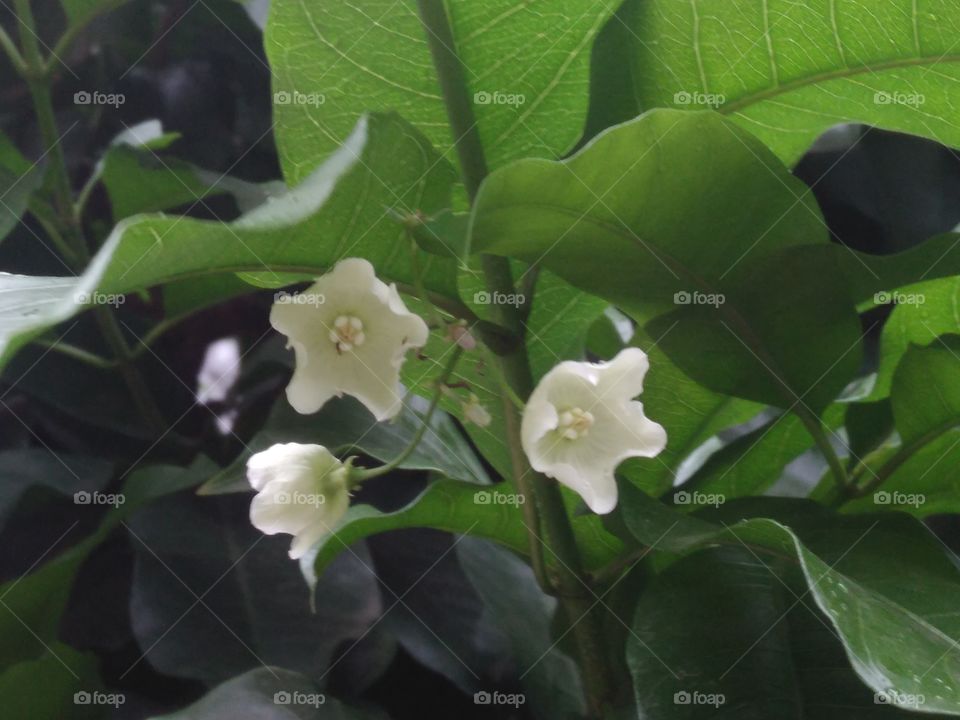 lovely white flower