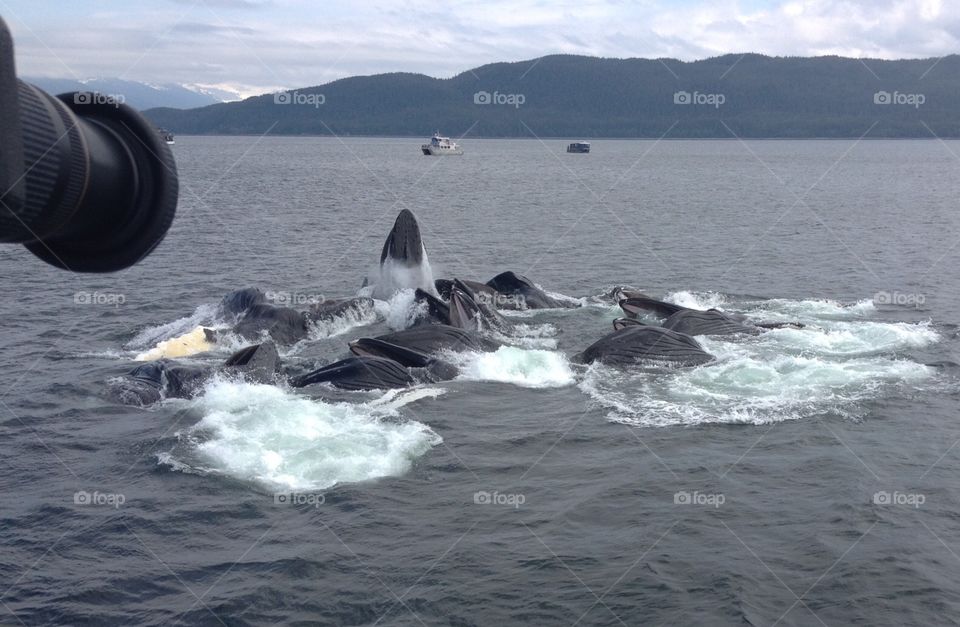 Humpback whales work in unison with 'bubble-net fishing'.