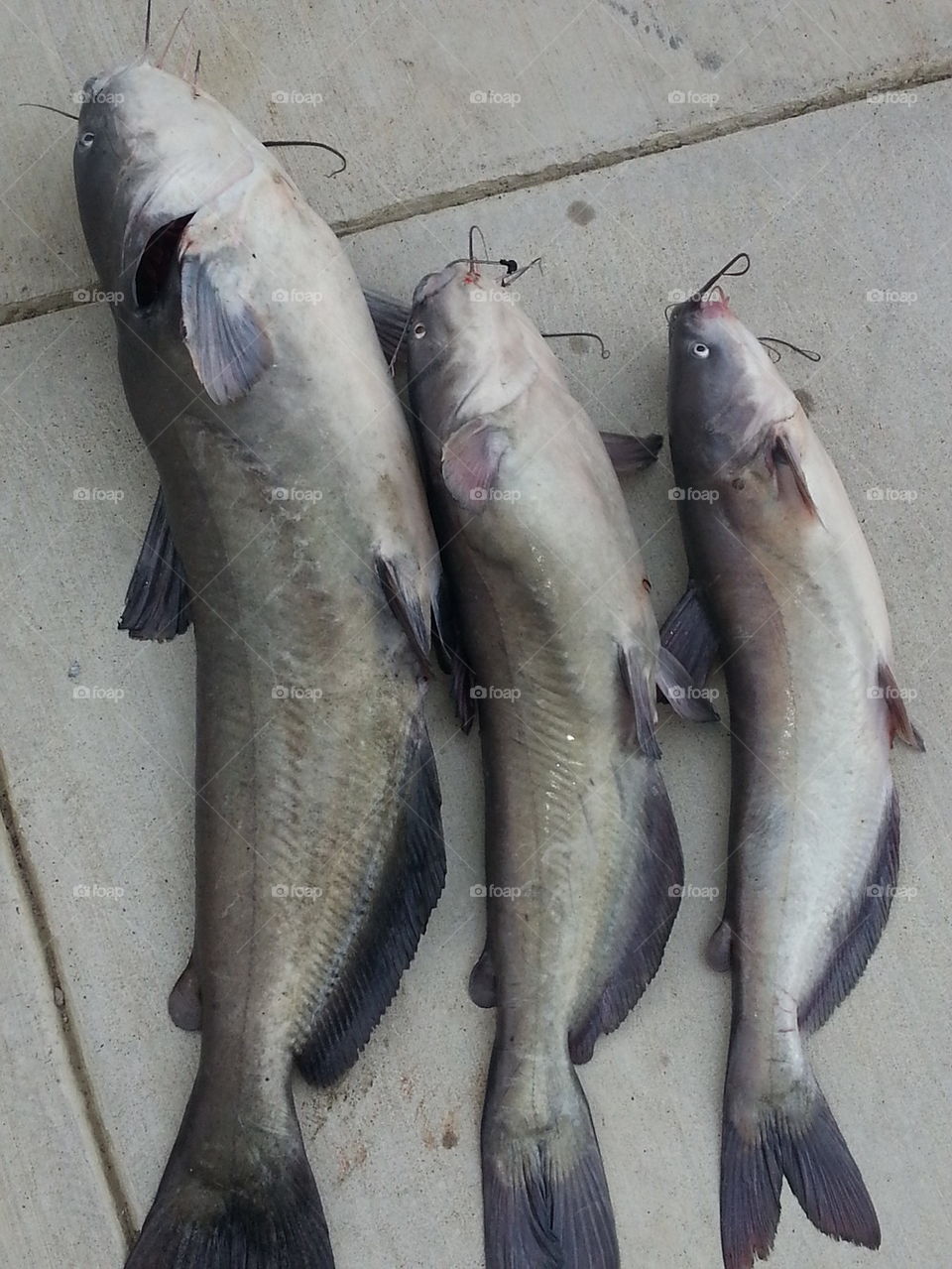 Three catfish