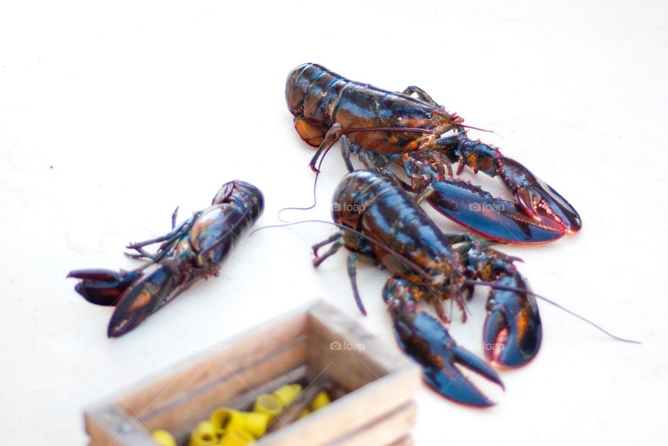 Maine Lobster After Being Caught by Fisherman