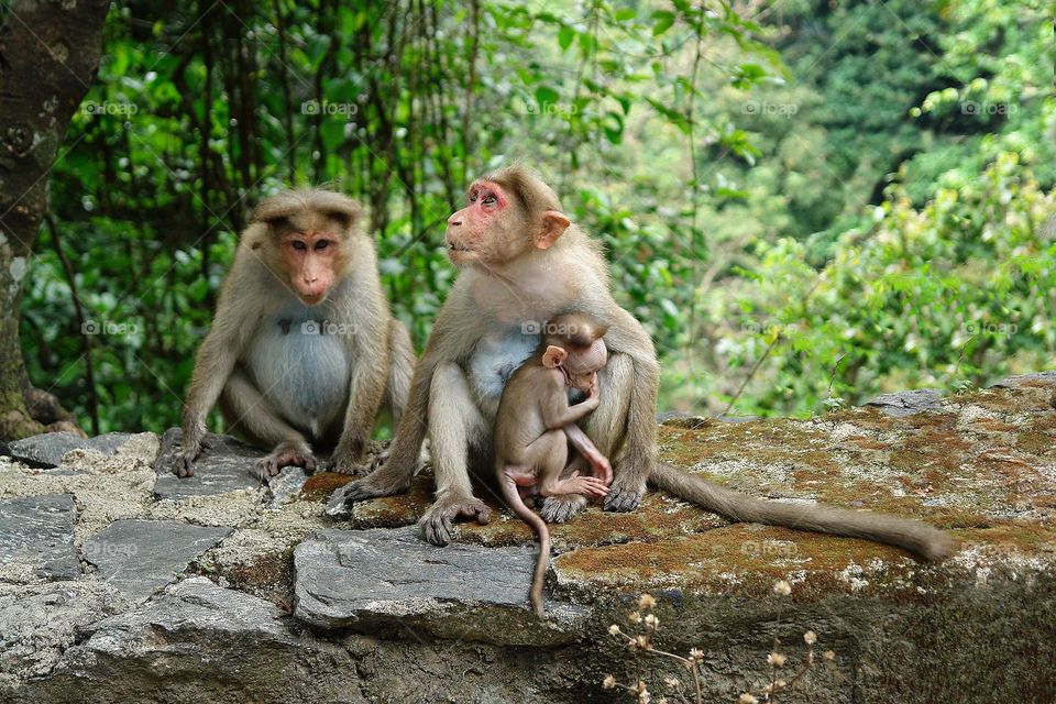 Two adults and one baby monkey sit on a stone wall in the jungles of Kerala