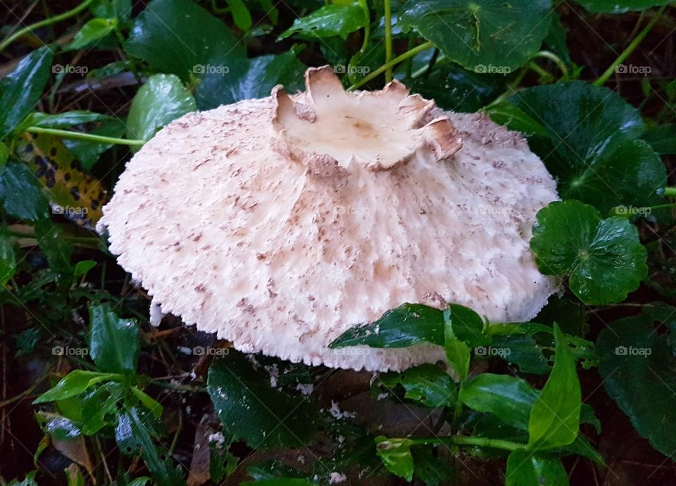 mushroom the size of a dinner plate