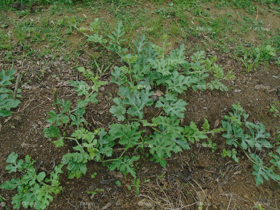 π¬βπͺβπ³βπΉβπͺβ
π΅βπ΄βπ·β
π«βπ¦βπ»βπ΄βπ·β π²βπͺβ
πΈβπͺβπ¬βπΊββπͺβ β ββ
BOOORAAA LΓββπ
nilsenedson@gmail.com
de Pomerode-SC