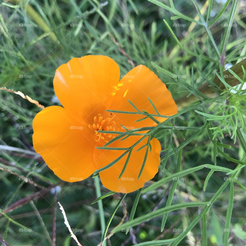 Orange Flower