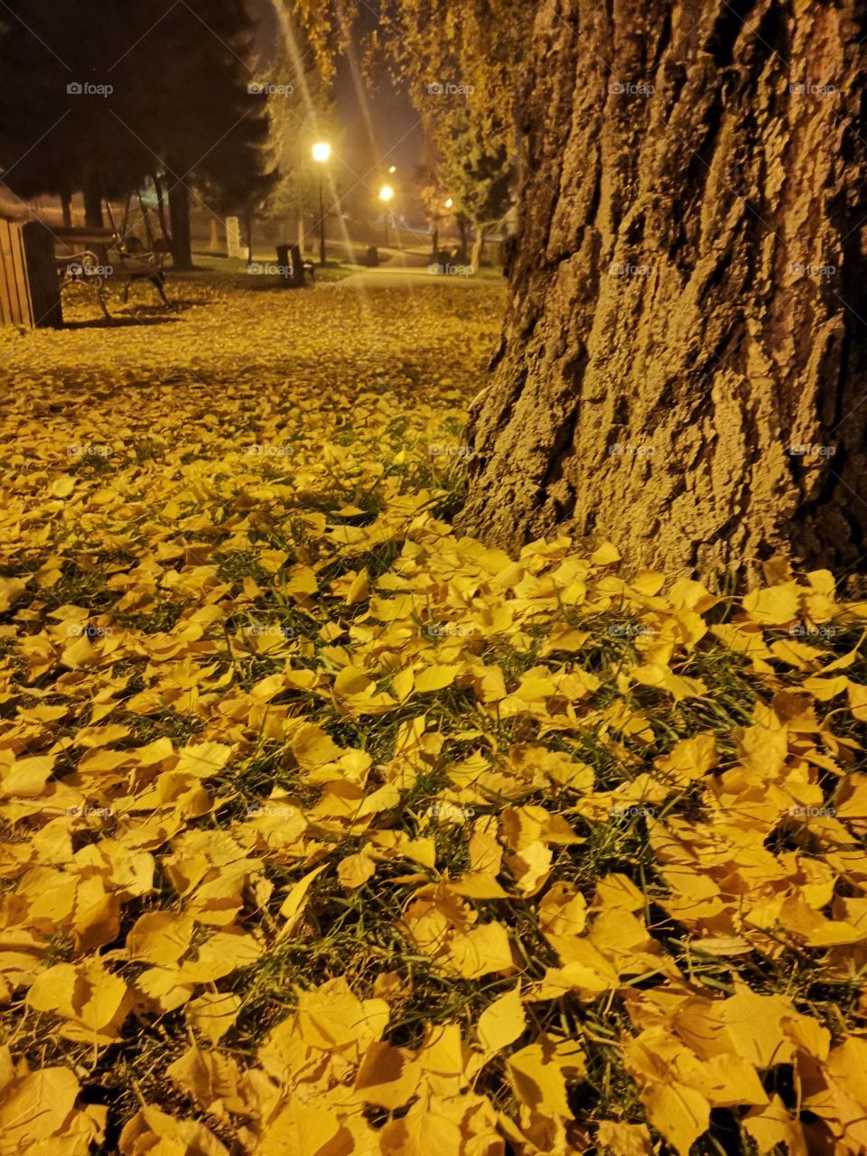 Autumn at night