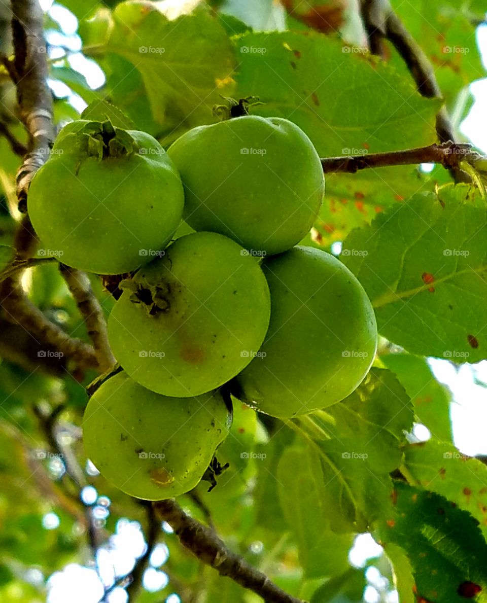 Apples for the ripening