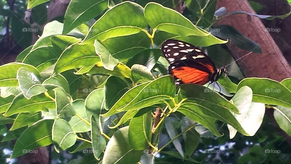 close up butterfly