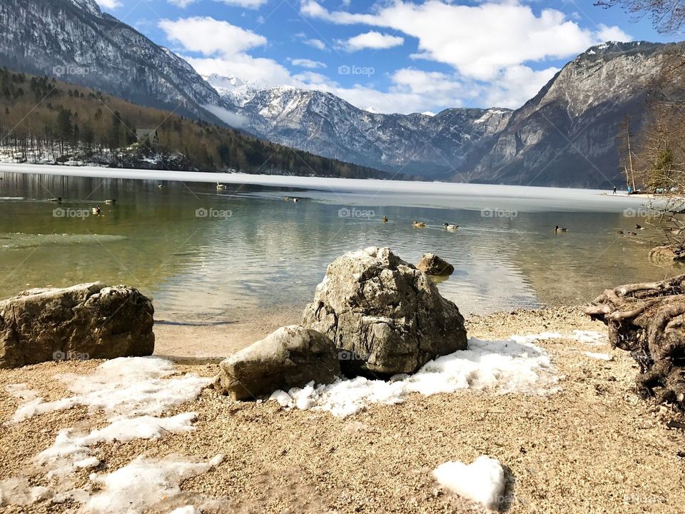Ducks swimming in lake in winter