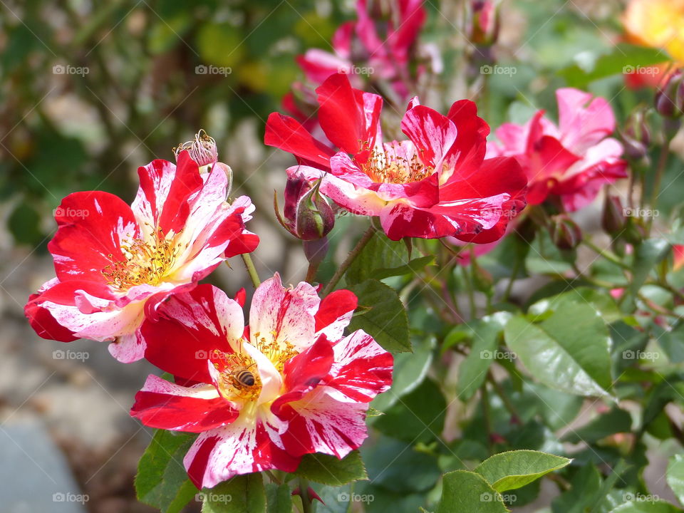 Candy stripe roses