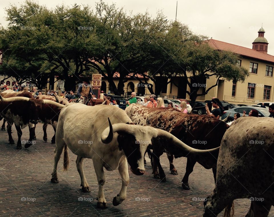 Cattle Drive. Cattle Drive at Forth Worth Stockyards