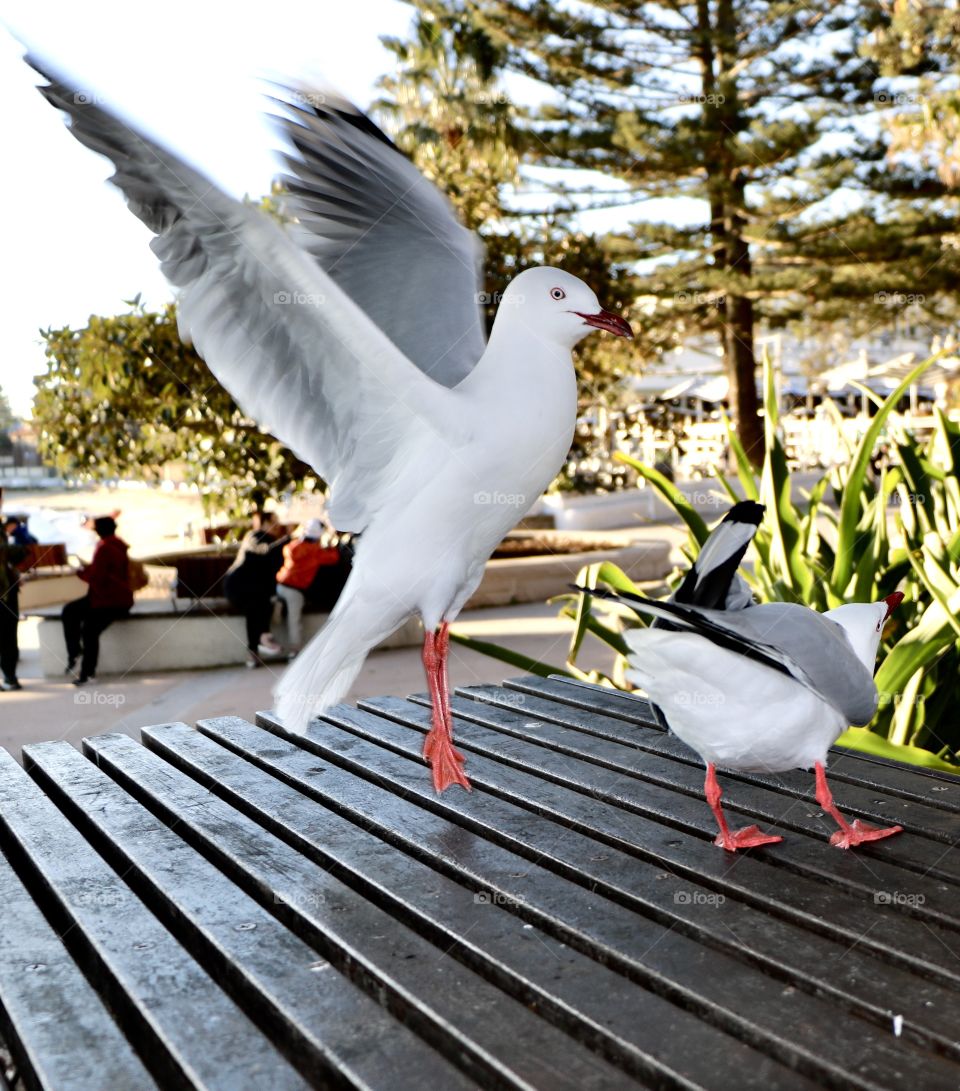 I love this Amazing and superb shot of seagull 👍