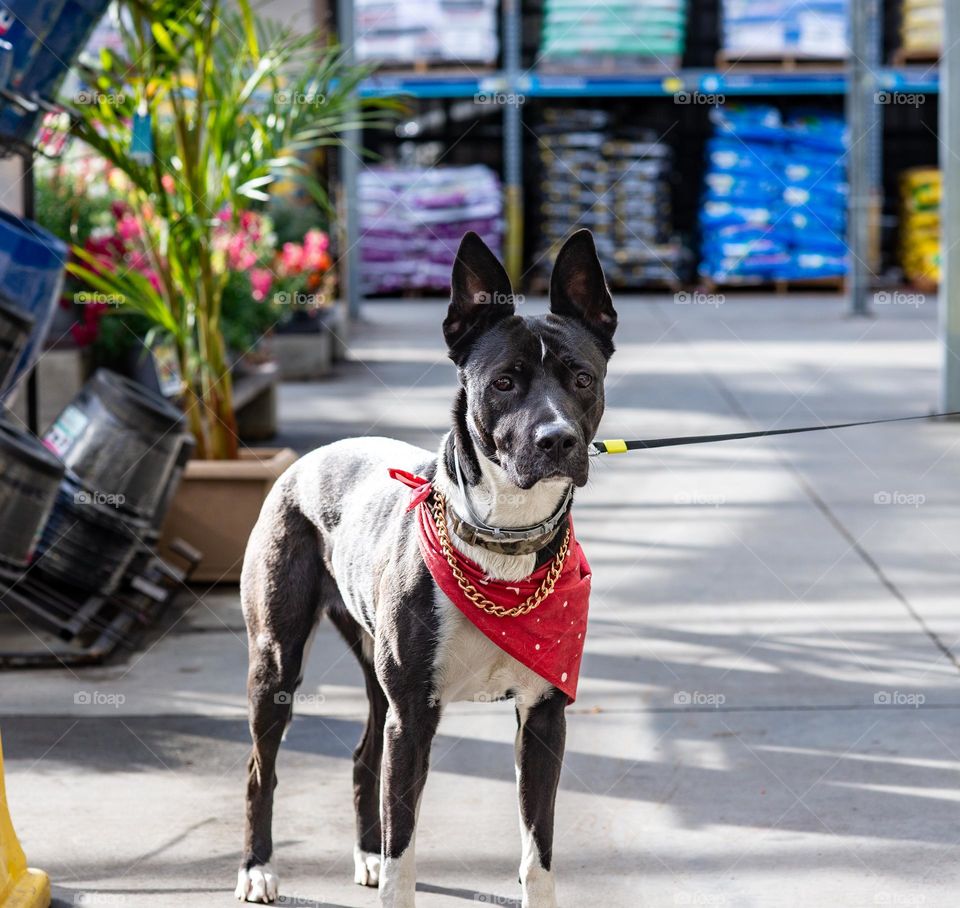 A beautiful Terrier/German shepherd mix dog on a leash 