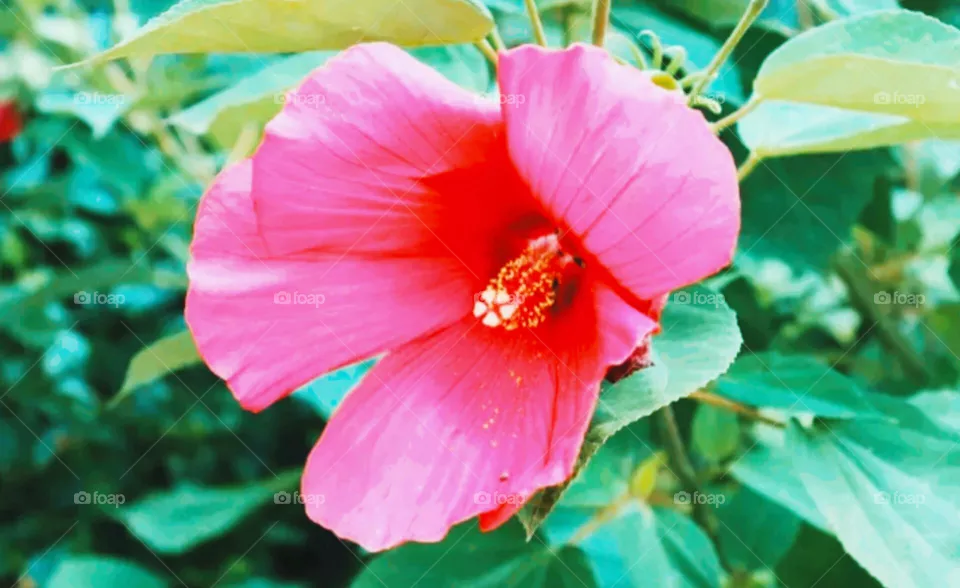 flowers
