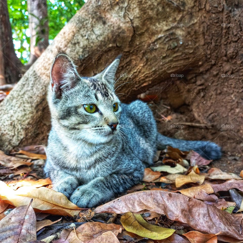 Cute cat sitting among dry leaves