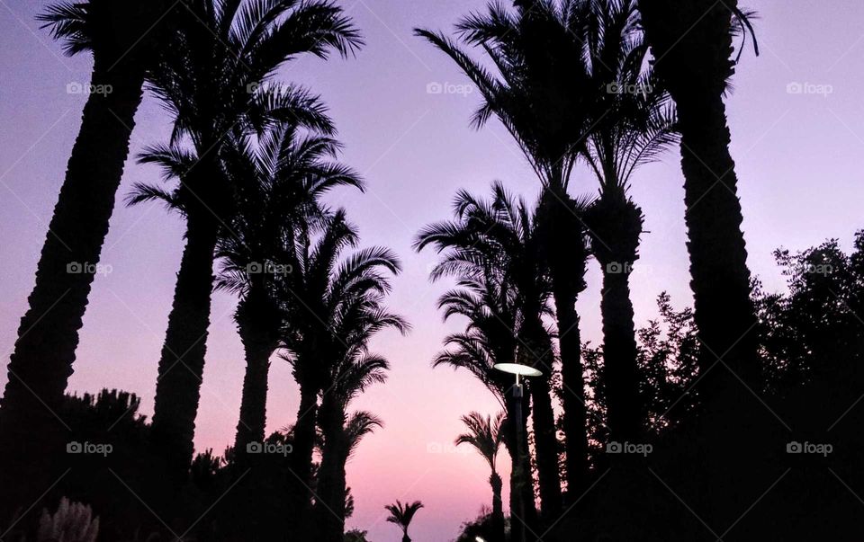 Palm trees in a sunset
